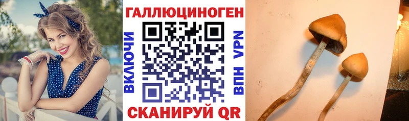 Галлюциногенные грибы Cubensis  сколько стоит  Сосновый Бор 